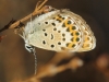 Plebejus argus