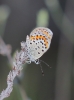 Plebejus argus