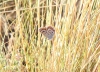 Plebejus argus
