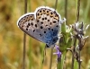 Plebejus argus