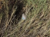 Plebejus argus