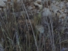 Plebejus argus