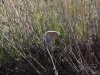 Plebejus argus