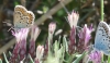 Plebejus argus
