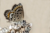 Plebejus argus