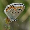 Plebejus pylaon hespericus Plebejus pylaon hespericus