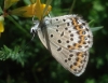 Plebejus sp.