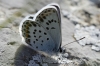 Plebejus argus