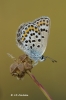 Plebejus argus