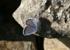 Plebejus argus