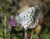 Plebejus argus