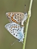 Plebejus argus