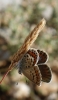 Plebejus argus