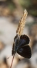 Plebejus argus