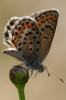 Plebejus argus