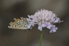 Plebejus argus