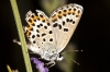 Plebejus argus