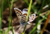 Plebejus argus