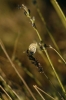 Plebejus cf. argus