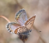Plebejus idas Plebejus idas