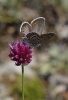 Plebejus idas