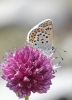 Plebejus idas