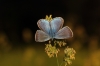 Polyommatus amanda