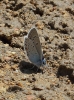 Polyommatus amanda