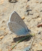 Polyommatus amanda