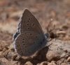 Polyommatus amanda