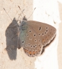 Polyommatus amanda