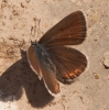 Polyommatus amanda