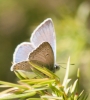 Polyommatus amanda