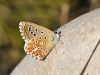 Polyommatus bellargus