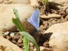 Polyommatus bellargus