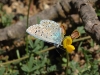 Polyommatus bellargus