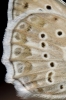 Polyommatus daphnis Polyommatus daphnis