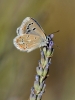 Polyommatus dorylas