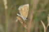 Polyommatus dorylas