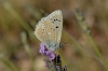 Polyommatus dorylas
