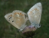 Polyommatus dorylas
