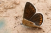 Polyommatus dorylas