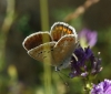 Polyommatus dorylas