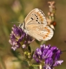 Polyommatus dorylas