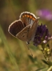 Polyommatus dorylas