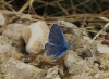 Polyommatus dorylas