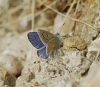 Polyommatus dorylas