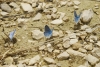 Polyommatus dorylas