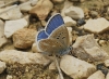 Polyommatus dorylas
