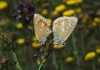 Polyommatus dorylas